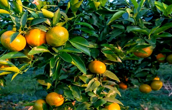 柑橘