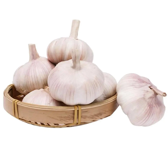 中国冷链果蔬菜基地仓储